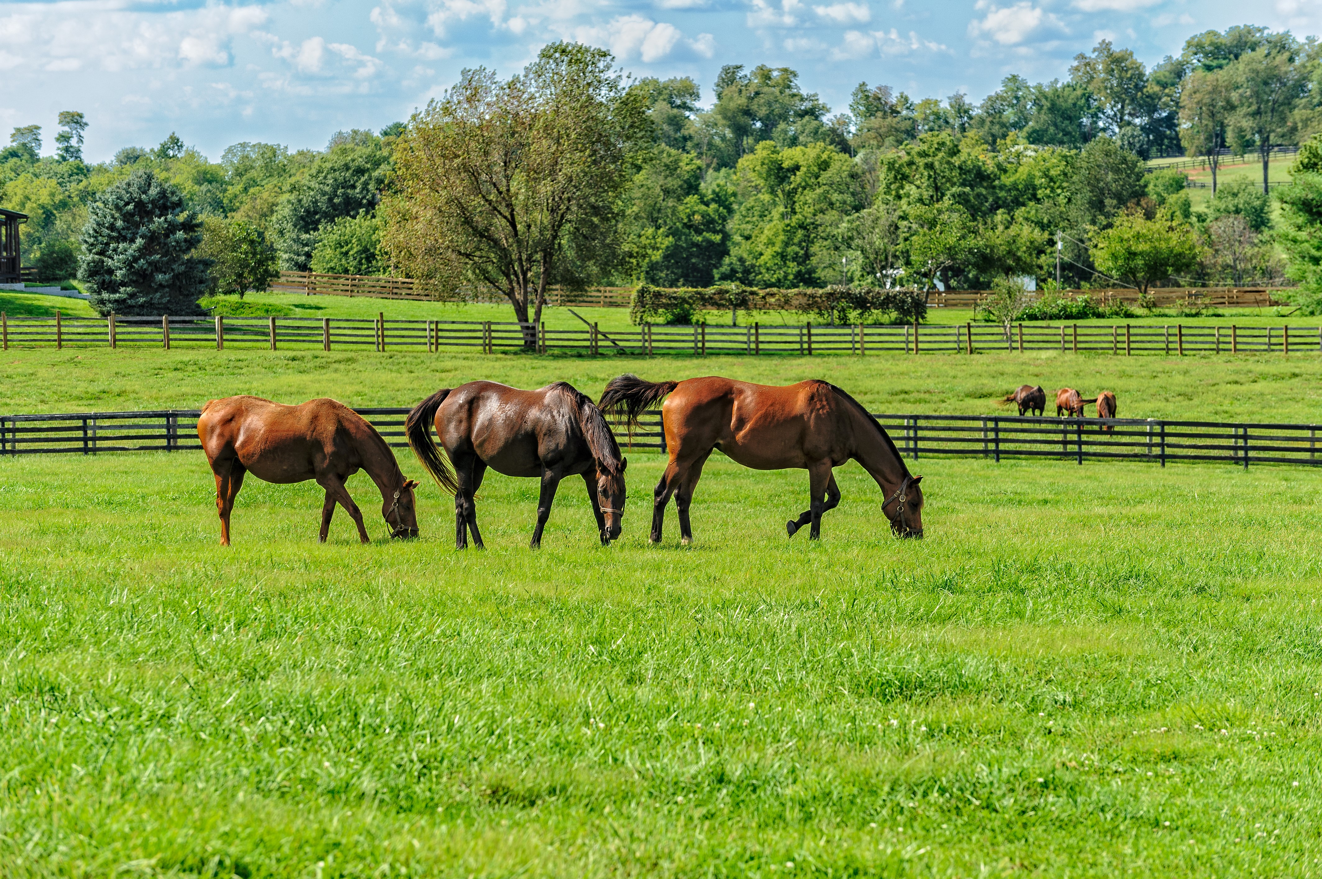 Horses